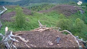 Live Osprey nest cam - Loch Arkaig - Woodland Trust