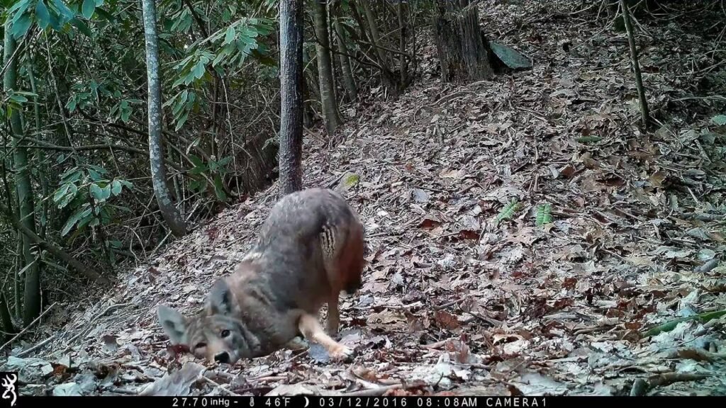 A montage of wildlife behind our home in Hendersonville, NC.