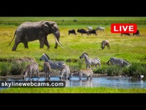 Live Webcam from Kenya