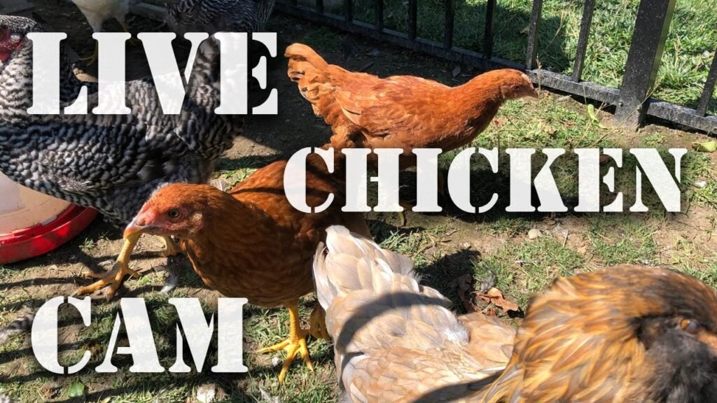 Hungry Hens - Live Streaming Chicken 🐓 Coop Cam - Where YOU Can Feed Us Online! - Wildlife Camera