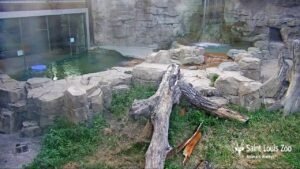 Saint Louis Zoo Live Stream
