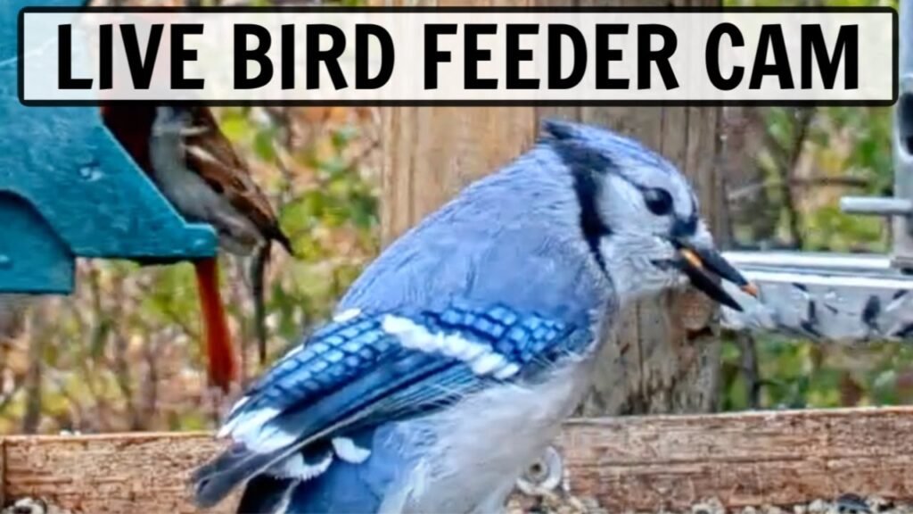 LIVE Bird Feeder Cam in Ohio [20+ species observed!]