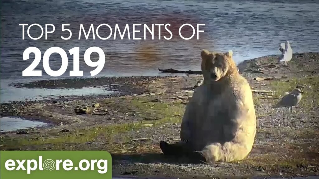 Top 5 Animal Live Cam Moments of 2019