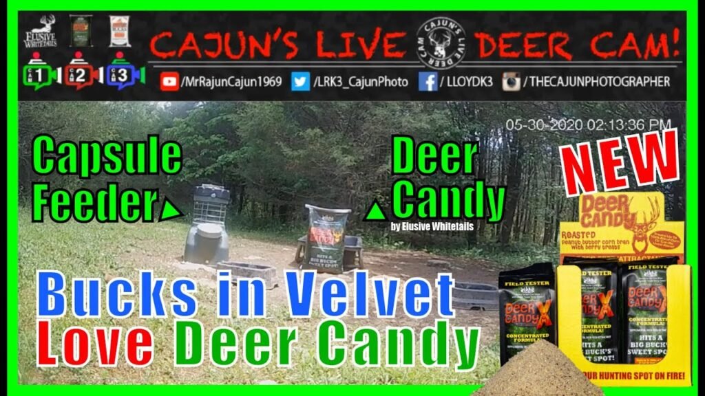 Cajun's Live Deer Cam and Live Animals &  Live Raccoons - In Memory of My Mom and Dad!