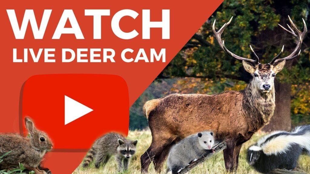 Live Deer Cam - Raccoons, Rabbits, Skunks - 24/7 Trivia - HD 1080P - Texas Wildlife