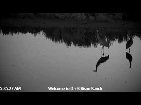 D & B Bison Ranch and wildlife live stream