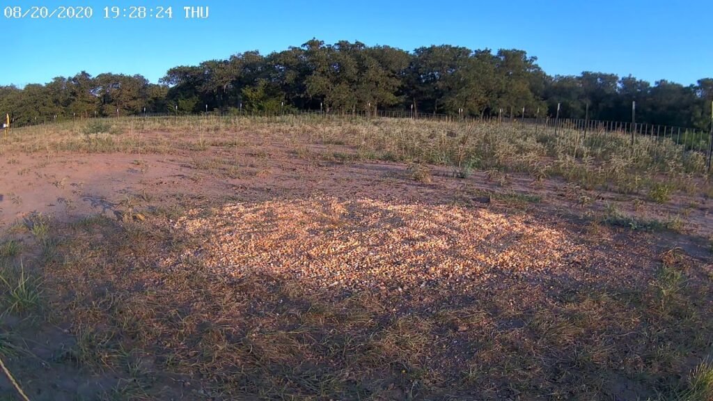 🔴 Lonestar Deer And Wildlife Pen Cam - LIVE - HD (Pen Cam 2)