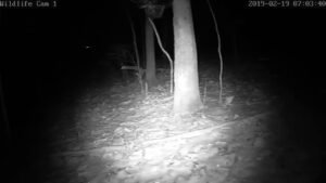 Wildlife Webcam 1 Live Stream