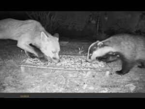 Isle of Wight Ground Cam / Night Time Badger Cam Live 24/7