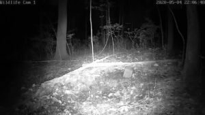 Wildlife Cam 1 Live Stream