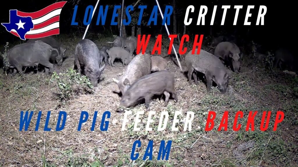 24/7 Live Feral Pig And Critter Cam - North Texas Wildlife - LIVE - HD