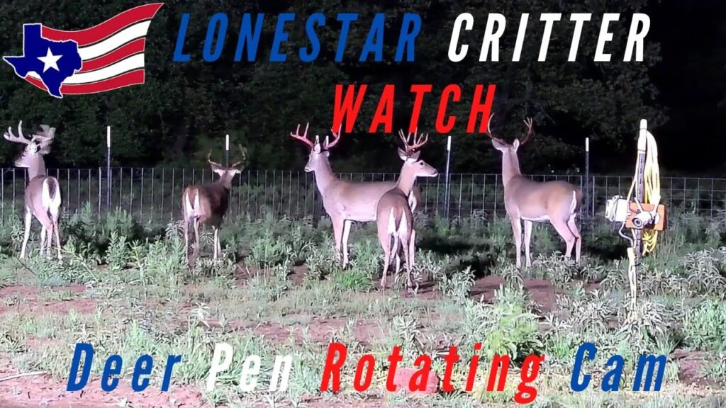 24/7 Live Deer And Critter Cam - North Texas Wildlife - LIVE - HD