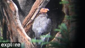Big Sur Condor Nest powered by EXPLORE.org
