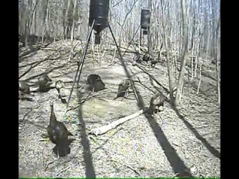 CCTV Camera used for Streaming Live Wildlife Cam