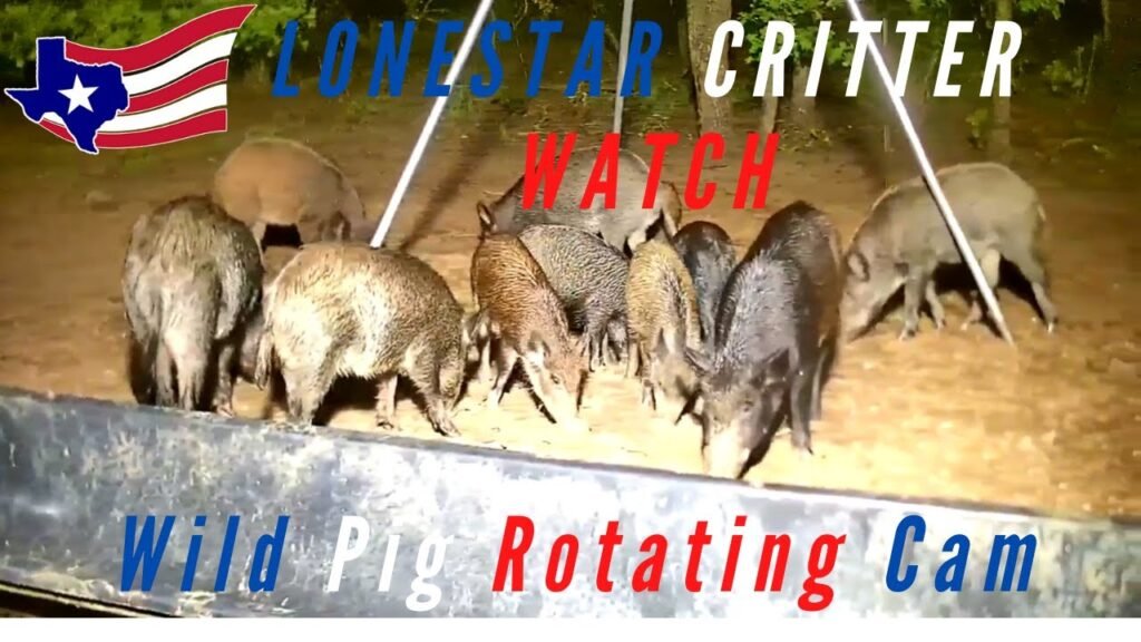 24/7 Live Feral Pig And Critter Cam - North Texas Wildlife - LIVE - HD