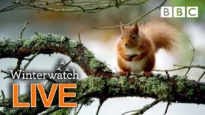 Cute wildlife cams UK 31 Jan 🦊❄️🐿 - BBC Winterwatch