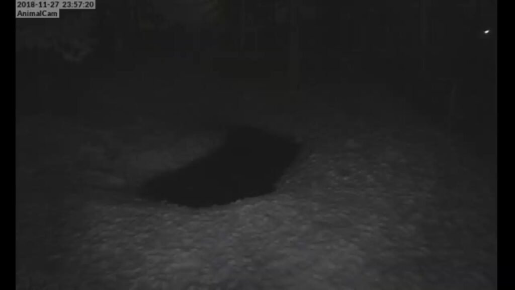 Wildlife Prairie Park Live Stream Otter Cam