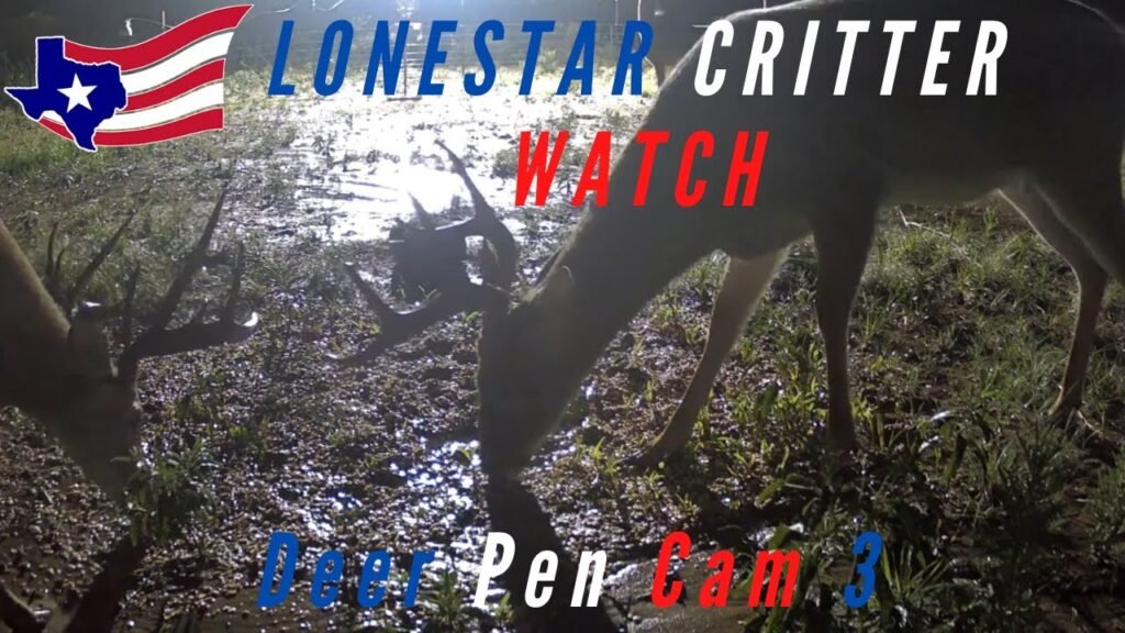 24/7 Live Deer And Critter Cam - North Texas Wildlife - LIVE - HD