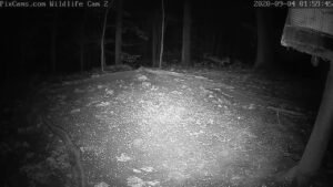 Wildlife Webcam 2 Live Stream