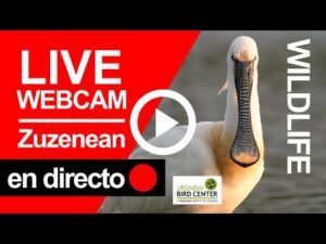 🔴 Urdaibai Wildlife Cam - En DIRECTO · Zuzenean · Live!