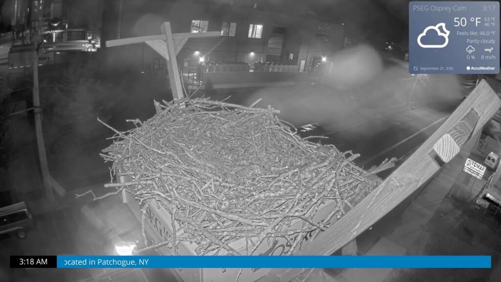 Osprey Cam Live 4K - Patchogue, NY