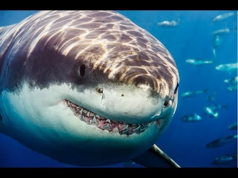 Live Cam "Wildlife Great White Shark" 9/12/2017