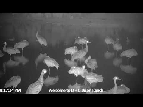 D & B Bison Ranch and wildlife live stream