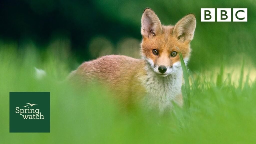 Our spring wildlife webcams live! 🐤🦊🐿 - Tue 9 June - Springwatch - BBC