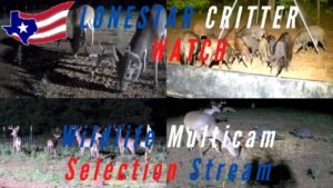 24/7 Live Feral Pig And Deer Cam - North Texas Wildlife - Multicam Selection - LIVE - HD