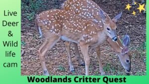 Live Deer & Wildlife Cam