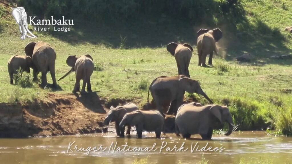 Kruger National Park Videos Wildlife Stream