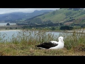 Live Royal Albatross Cam - #RoyalCam - New Zealand Dept. of Conservation | Cornell Lab