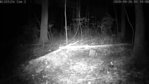 Live Deer & Wildlife Webcam Camera 1