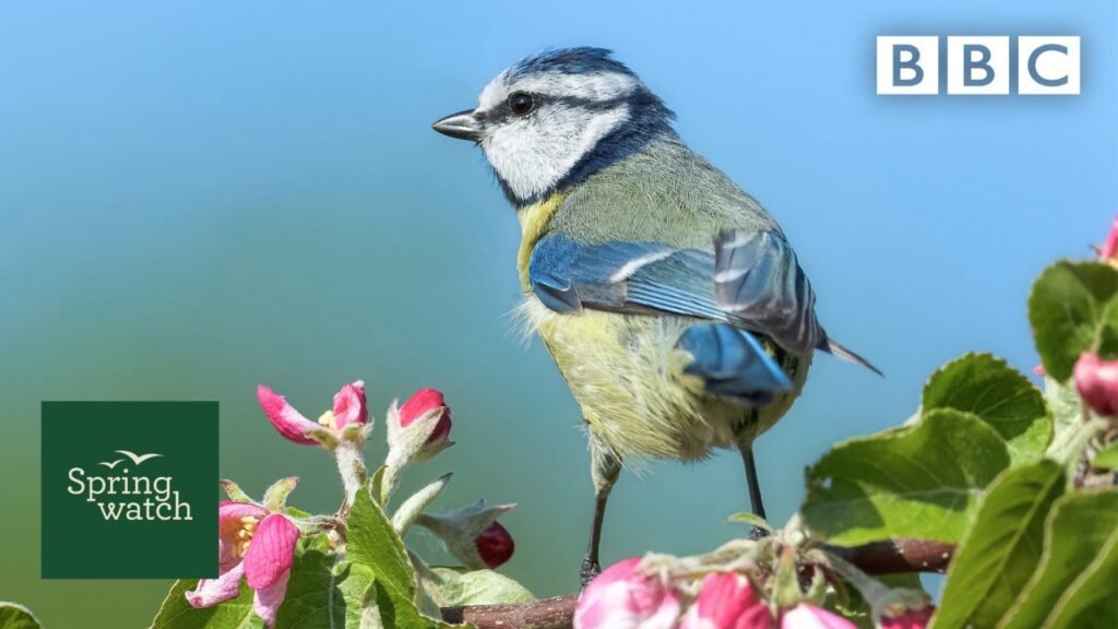 Our spring wildlife webcams live! 🐤🦊🐿 - Thu 28 May - Springwatch - BBC