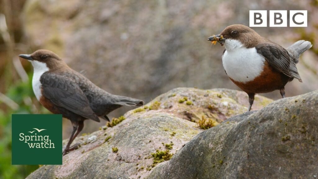 Our spring wildlife webcams live! 🐤🦊🐿 - Fri 12 June - Springwatch - BBC