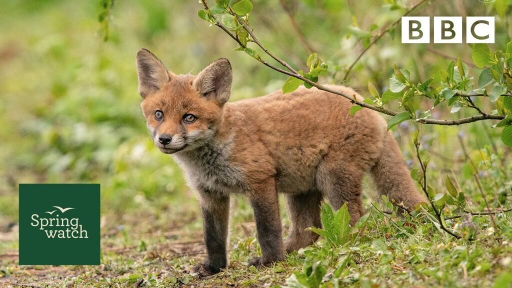 Our spring wildlife webcams live! 🐤🦊🐿 - Fri 29 May - Springwatch - BBC