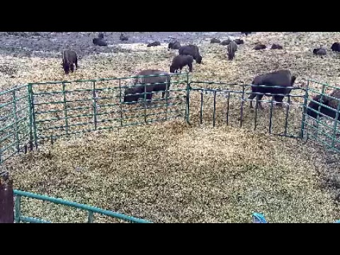 D & B Bison Ranch and wildlife live stream