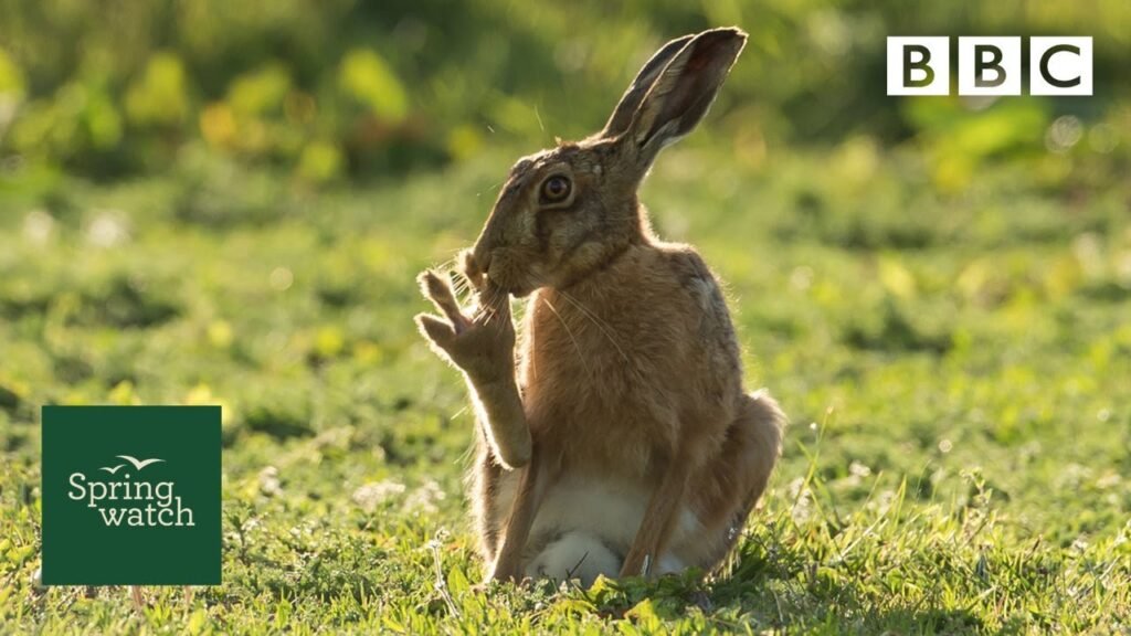 Our spring wildlife webcams live! 🐤🦊🐿 - Sat 30 May - Springwatch - BBC