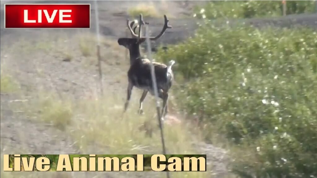 Animal and Bird Cam (Pre Recorded)