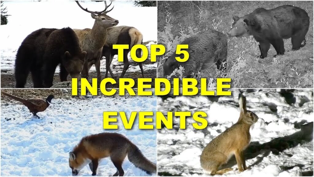 TOP 5 INCREDIBLE EVENTS IN WILDLIFE CAUGHT ON CAMERA