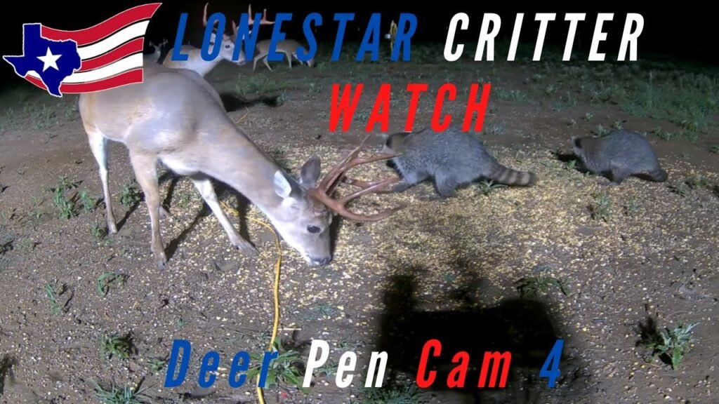 24/7 Live Deer And Critter Cam - North Texas Wildlife - LIVE - HD