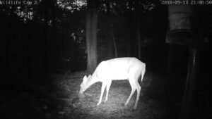 Live Deer & Wildlife Webcam 2