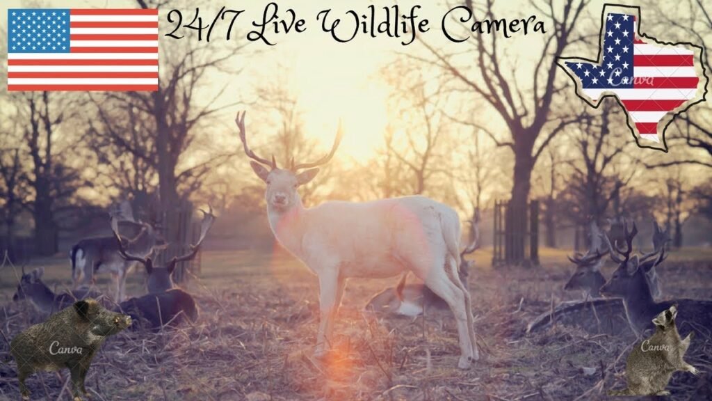 LIVE Deer Cam, Raccoons, Fish, Birds And Wild Hogs Wildlife Cam - North Texas 24/7 LIVE Stream