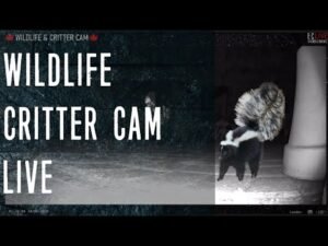 🐦NIGHT VISION CRITTER CAM 07.16-17.20🐦#skunks #birds #nature #wildlife #crittercam #parks
