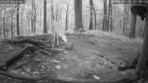 Live Deer & Wildlife Webcam 2
