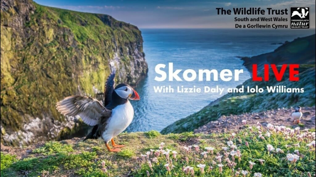 Skomer Live   Ep 1