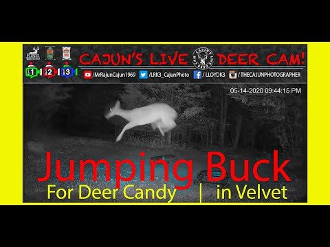 Buck vs Raccoon for Deer Candy on Cajun's Live Deer Cam - In Memory of My Mom & Dad!