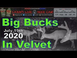 Big Bucks in Velvet on Cajun's Live Deer Cam July 19th 2020 - In Memory of My Mom and Dad!