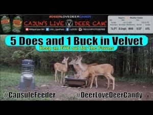 5 Does and a Buck on Cajun's Live Deer Cam - In Memory of My Mom and Dad!