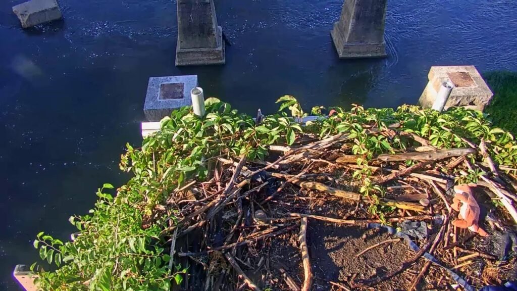 Richmond Osprey Cam